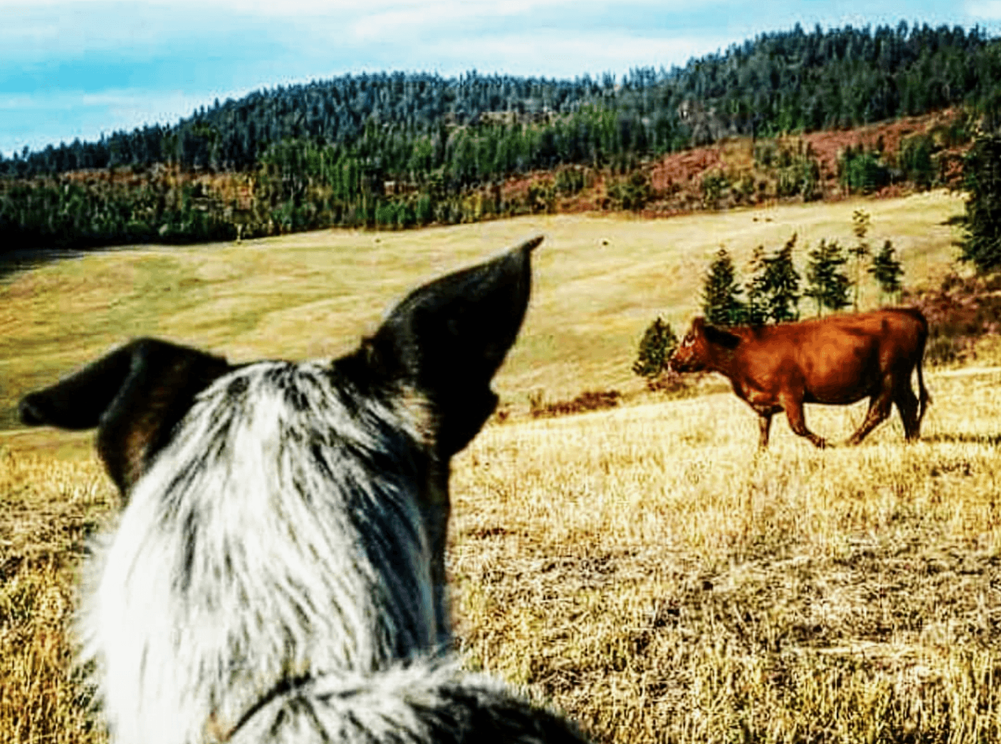 emergency veterinarian in evans wa