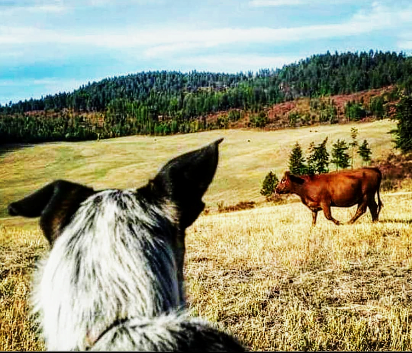 Emergency Veterinarian In Colville 